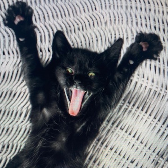 Don't Be A Scaredy Cat🙀 Make an Offer! - Picture 1 of 13